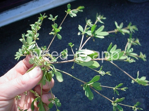 carpetweed